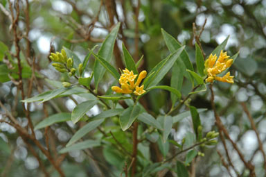 APII jpeg image of Cestrum parqui  © contact APII