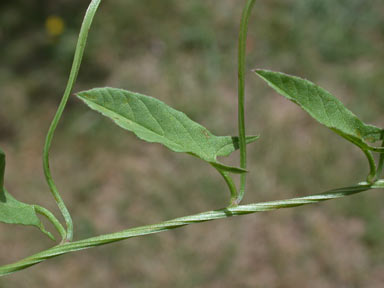 APII jpeg image of Convolvulus arvensis  © contact APII