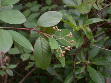 APII jpeg image of Cotoneaster glaucophyllus  © contact APII