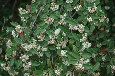 APII jpeg image of Cotoneaster pannosus  © contact APII