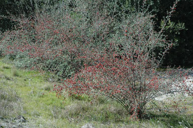 APII jpeg image of Cotoneaster pannosus  © contact APII