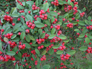 APII jpeg image of Cotoneaster pannosus  © contact APII