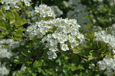 APII jpeg image of Crataegus monogyna  © contact APII