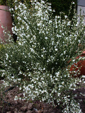 APII jpeg image of Cytisus multiflorus  © contact APII