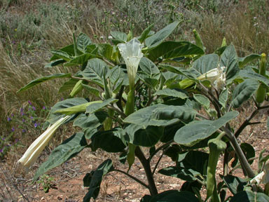 APII jpeg image of Datura inoxia  © contact APII