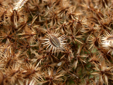 APII jpeg image of Daucus carota  © contact APII