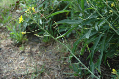 APII jpeg image of Diplotaxis tenuifolia  © contact APII