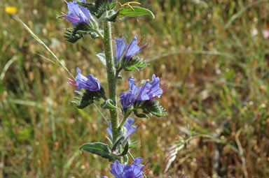 APII jpeg image of Echium vulgare  © contact APII