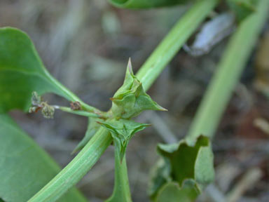 APII jpeg image of Rumex hypogaeus  © contact APII