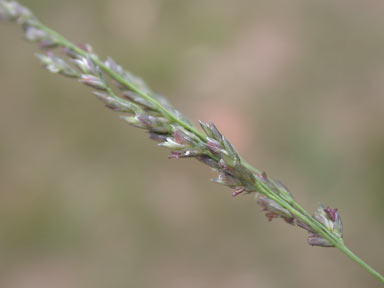 APII jpeg image of Eragrostis curvula  © contact APII