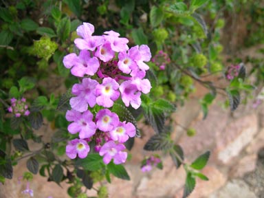 APII jpeg image of Lantana montevidensis  © contact APII