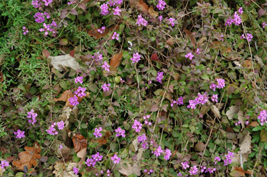 APII jpeg image of Lantana montevidensis  © contact APII