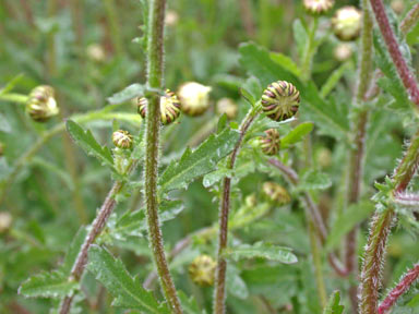 APII jpeg image of Leucanthemum vulgare  © contact APII