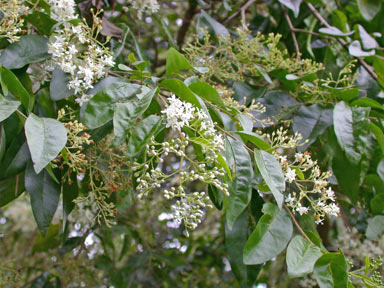 APII jpeg image of Ligustrum sinense  © contact APII