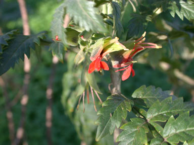 APII jpeg image of Melianthus comosus  © contact APII