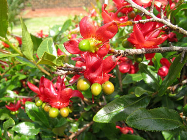 APII jpeg image of Ochna serrulata  © contact APII