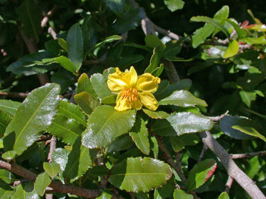 APII jpeg image of Ochna serrulata  © contact APII