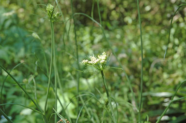 APII jpeg image of Oenanthe pimpinelloides  © contact APII