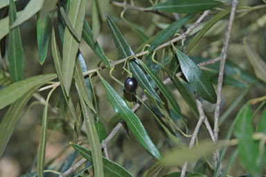 APII jpeg image of Olea europaea subsp. cuspidata  © contact APII