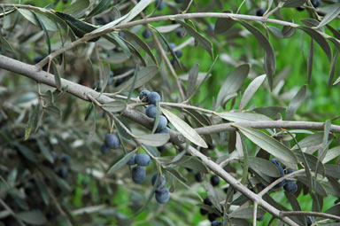 APII jpeg image of Olea europaea  © contact APII