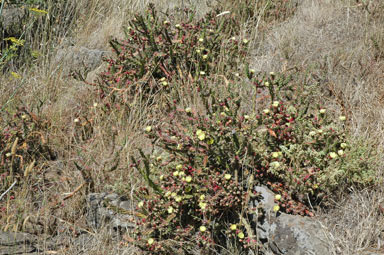 APII jpeg image of Opuntia aurantiaca  © contact APII