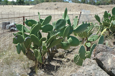 APII jpeg image of Opuntia ficus-indica  © contact APII