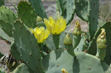 APII jpeg image of Opuntia stricta  © contact APII