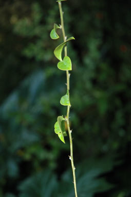 APII jpeg image of Pereskia aculeata  © contact APII