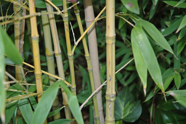 APII jpeg image of Phyllostachys aurea  © contact APII