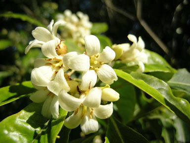 APII jpeg image of Pittosporum undulatum  © contact APII