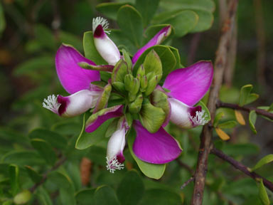 APII jpeg image of Polygala myrtifolia  © contact APII