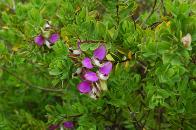 APII jpeg image of Polygala myrtifolia  © contact APII