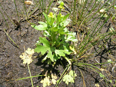 APII jpeg image of Ranunculus sceleratus subsp. sceleratus  © contact APII