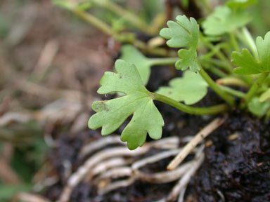 APII jpeg image of Ranunculus sceleratus subsp. sceleratus  © contact APII