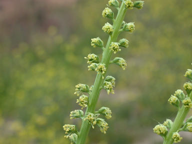 APII jpeg image of Reseda luteola  © contact APII