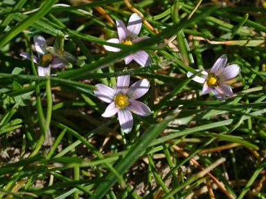 APII jpeg image of Romulea minutiflora  © contact APII