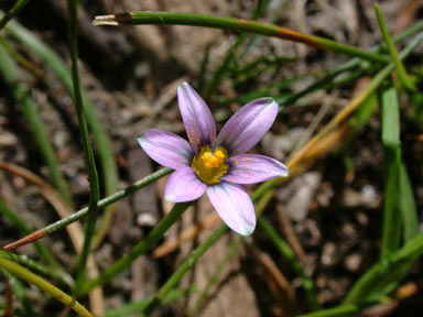 APII jpeg image of Romulea minutiflora  © contact APII