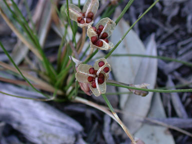 APII jpeg image of Romulea rosea  © contact APII