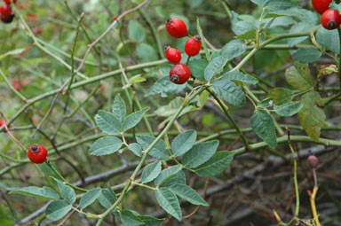 APII jpeg image of Rosa canina  © contact APII