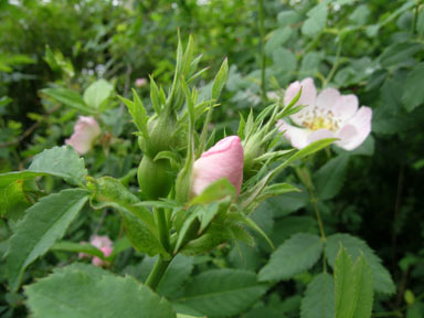 APII jpeg image of Rosa canina  © contact APII