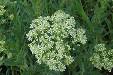 APII jpeg image of Lepidium draba  © contact APII