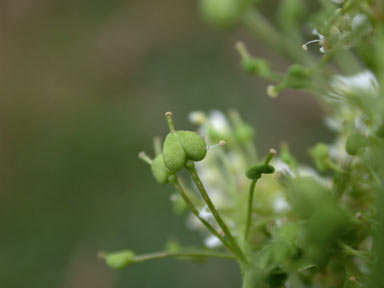 APII jpeg image of Lepidium draba  © contact APII