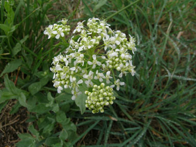 APII jpeg image of Lepidium draba  © contact APII