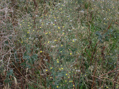 APII jpeg image of Lactuca serriola  © contact APII