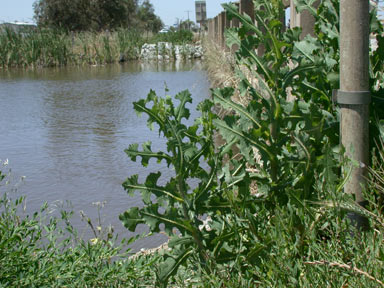 APII jpeg image of Lactuca serriola  © contact APII