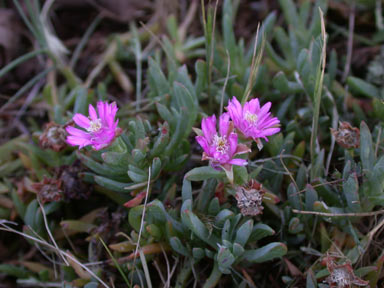 APII jpeg image of Lampranthus tegens  © contact APII