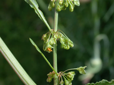 APII jpeg image of Rumex conglomeratus  © contact APII