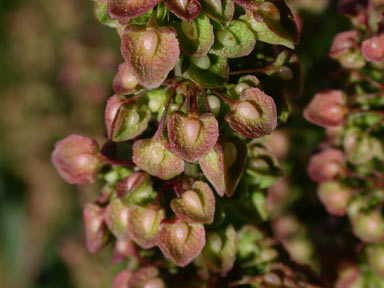 APII jpeg image of Rumex crispus  © contact APII