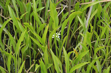 APII jpeg image of Sagittaria platyphylla  © contact APII