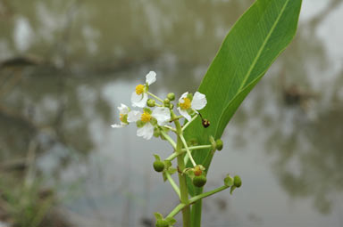 APII jpeg image of Sagittaria platyphylla  © contact APII